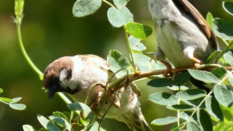 Small brown birds sparrows on small twig around long, chirps and jumps close-up Video stock 320417704