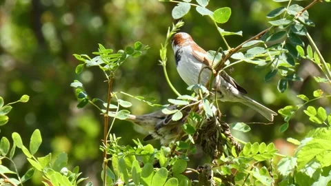 Small brown birds sparrows on small twig looking around Video stock 320614972