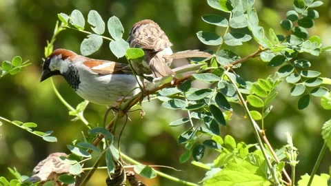Small brown birds sparrows on small twig around long, chirps and jumps close-up Stock Footage 320947188