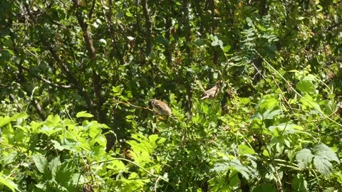 Small brown birds sparrows on small twig chirps and looking around long shot Stock Footage 322514755