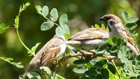 Small brown birds sparrows on small twig chirps, jumps, looking around close-up Stock Footage 325079847