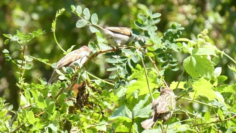 Small brown birds sparrows on small twig chirps and looking around long shot Stock Footage 325651520