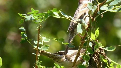 Small brown birds sparrows on small twig looking around, chirps and jumps Stock Footage 327013300