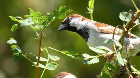 Small brown birds sparrows on small twig chirps, jumps, looking around fly away Stock Footage 327925756
