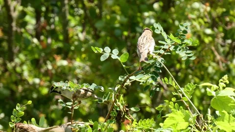Small brown birds sparrows on small twig jumps, looking around fly away Stock Footage 327938119