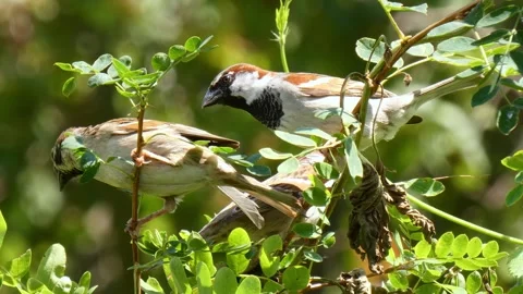 Small brown birds sparrows on small twig chirps, jumps, looking around close-up Stock Footage 327938531