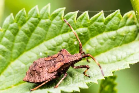Small brown bug creeps on green leaf Stock Photos