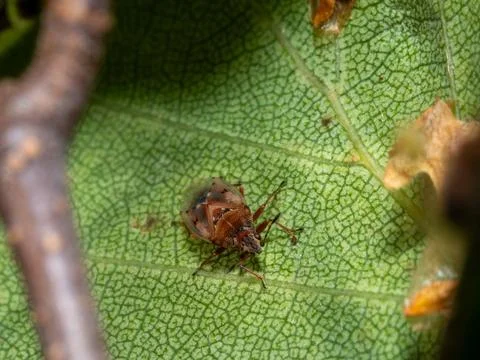 Small brown bug rests on vibrant green leaf Stock Photos