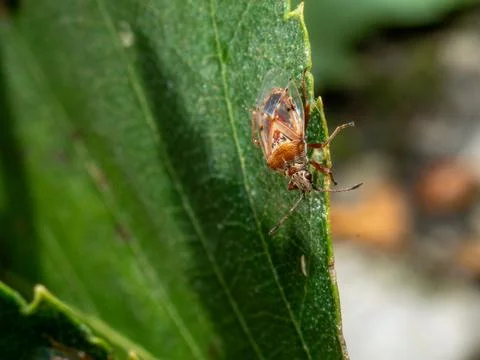 Small brown bug rests on vibrant green leaf Stock Photos