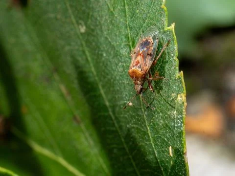 Small brown bug rests on vibrant green leaf Stock Photos