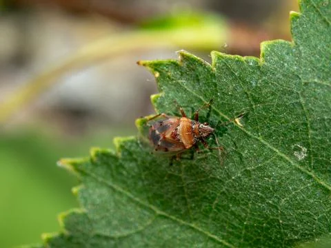 Small brown bug rests on vibrant green leaf Stock Photos