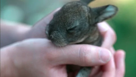 Small brown bunny resting in hands Stock Footage 79267850