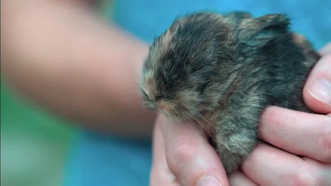 Small brown bunny resting in hands Stock Footage 79268315