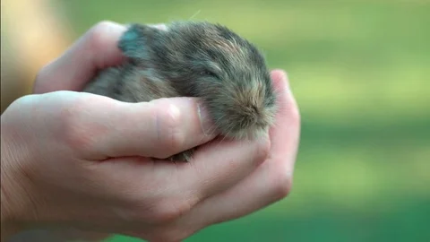 Small brown bunny resting in hands Stock Footage 79268324
