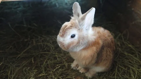 Small brown bunny sitting Stock Footage 127531653