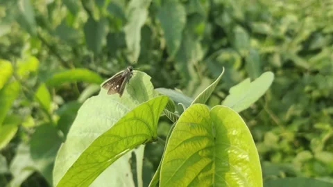 A Small Brown Butterfly on A Leaf Stock Footage 293211489