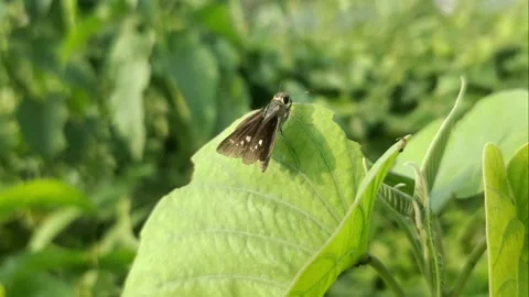 A Small Brown Butterfly on A Leaf Stock Footage 293211497