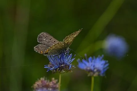 Small brown butterfly with patterned wings rests on a vibrant blue wildflower Stock Photos