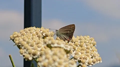 Small brown butterfly sits on a cluster of pale yellow flowers Stock Footage 339573528