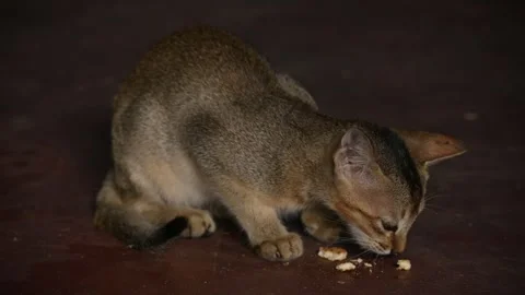 Small brown cat eating biscuit. Stock Footage 295873651