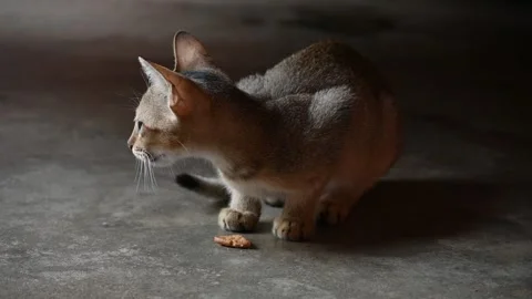 Small brown cat eating biscuit. Stockbeeldmateriaal 295873741