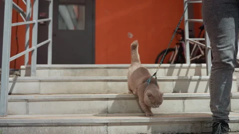 Small Brown Cat On Leash Exploring Outdoors, Brown Cat With Owner Carefully Stock Footage 329538392