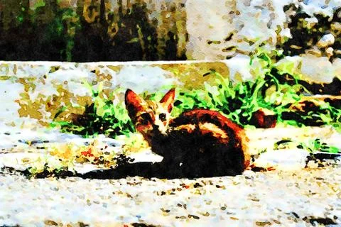 A small brown cat resting in the sun Stock Photos