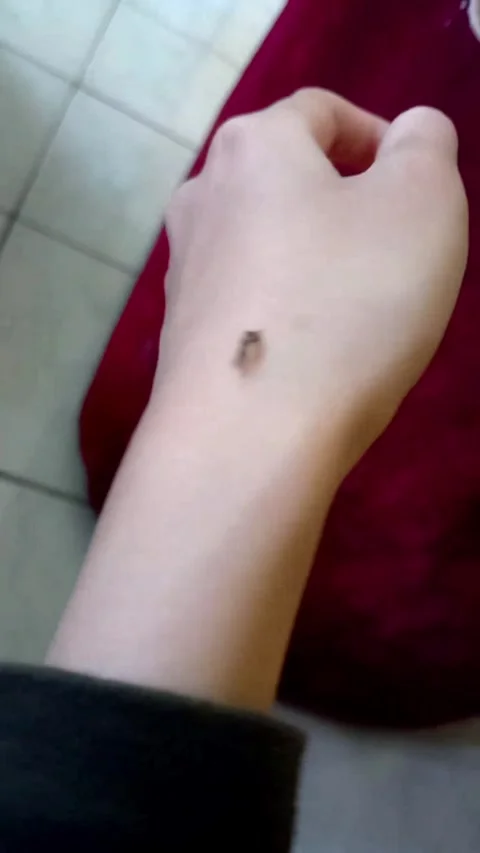 Small Brown Caterpillar Crawling on Human Hand - Vertical Video Stock Footage 330039558