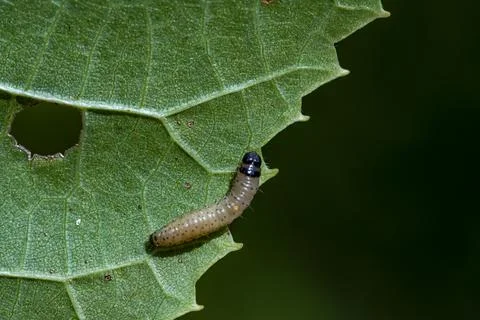 A small brown caterpillar is crawling on a leaf Stock-Fotos
