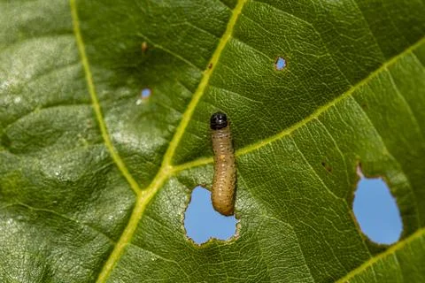 A small brown caterpillar is on a leaf Stock-Fotos