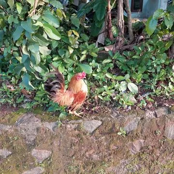 Small brown chicken in the yard Stock Photos
