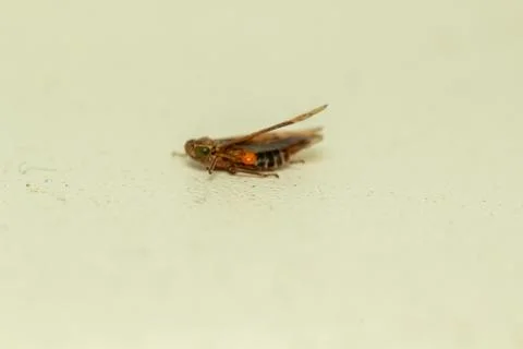 Small brown cicada insect resting on a plain light surface background Stock Photos