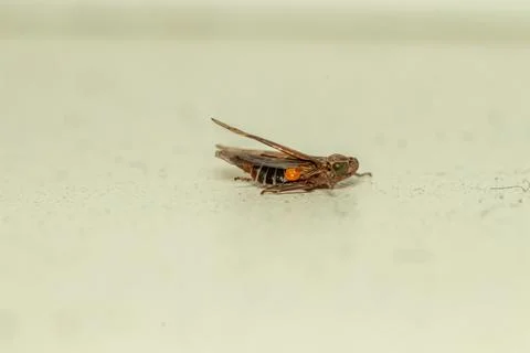 Small brown cicada insect resting on a plain light colored surface background Stock Photos