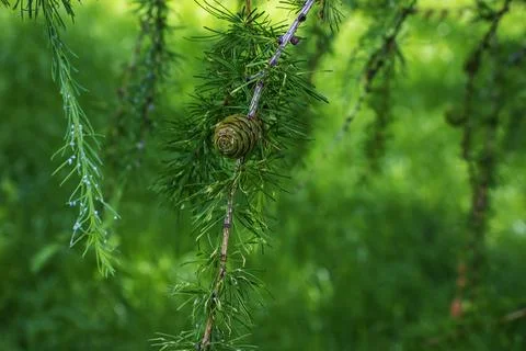 Small brown cone of Larch tree close up Stock Photos