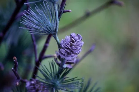 Small brown cone Stock Photos