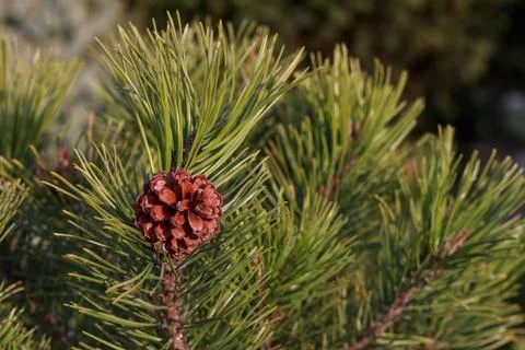 A small brown cone on a pine Stock Photos