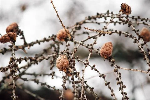 Small brown cones on tree branch in winter. Blurred background, selective foc Stock Photos