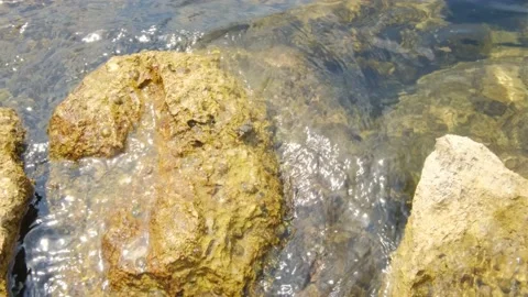 Small brown crab Stock Footage 149041247