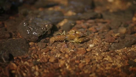 A small brown crab is sitting on a rock in a stream Stock Footage 298062849