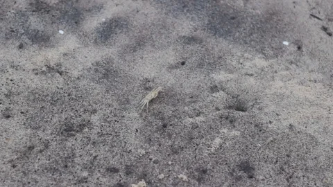 Small brown Crab twitches on the beach Stock Footage 111407528