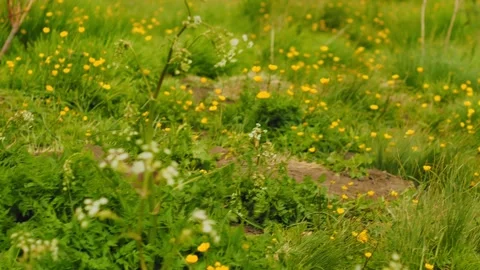 A small brown creature forages through a lush meadow adorned with bright Vídeos de archivo 312464638
