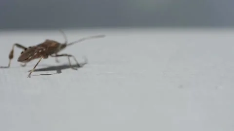 A Small Brown Cricket Walks Against A White Background Indoors Stock Footage 157997672