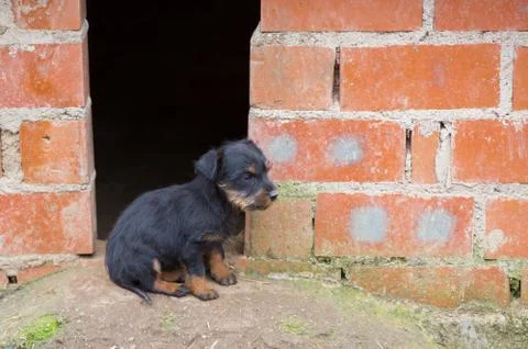 Small brown dachshund Stock Photos