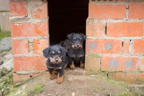 Small brown dachshunds Stock Photos