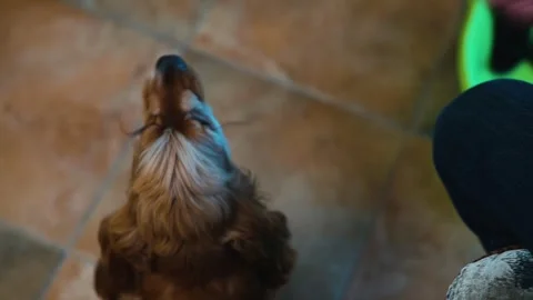 A small brown dog approaches a human hand in a cozy indoor space, sniffing and Video stock 338446870