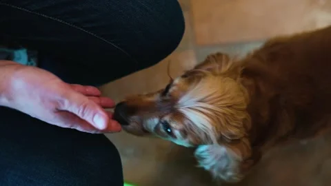 A small brown dog approaches its owner, eagerly seeking a treat. The owner Stock Footage 338446910