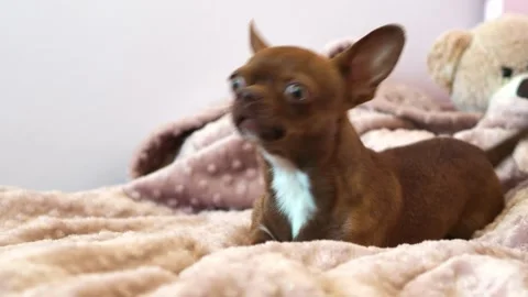 A small brown dog is barking while lying on the bed. An evil chihuahua dog. A pu Stock Footage 277182295