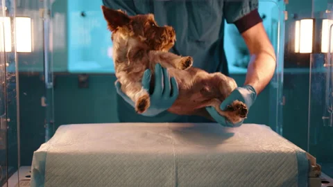 A small brown dog being put into a glass oxygen chamber in a veterinary clinic. Stock Footage 236963557