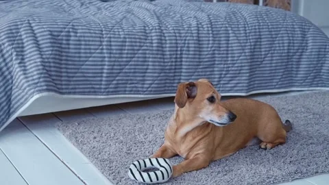 Small brown dog with big ears plays with soft toy ring in bedroom at home Video stock 194093994