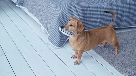 Small brown dog with big ears plays with soft toy ring in bedroom at home Stock Footage 194443014